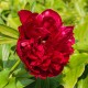 Cailloux parfum rose de mai (Le Jardin de Mon Grand-Père)