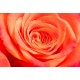 Cailloux parfum Ambre rose maharani (Le Jardin de Mon Grand-Père)