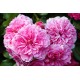 Rose of May solid perfume, 1.764 oz (Le Jardin de Mon Grand-Père)